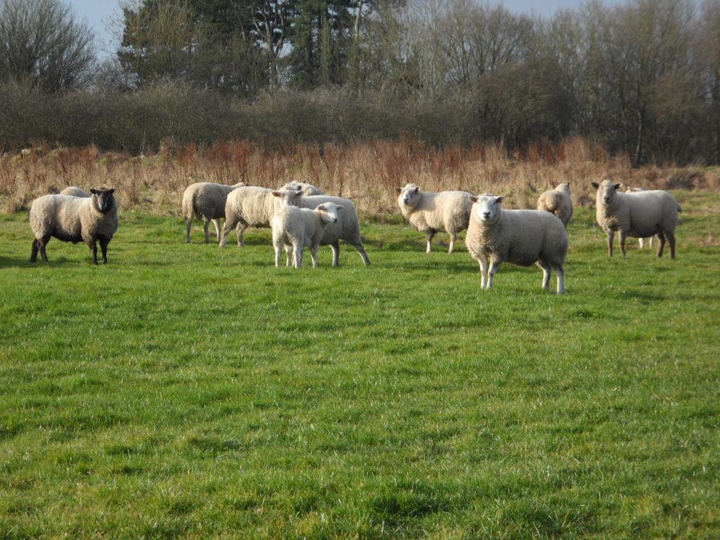 The Stables - Deer Park Farm Bed & Breakfast Solihull Room photo