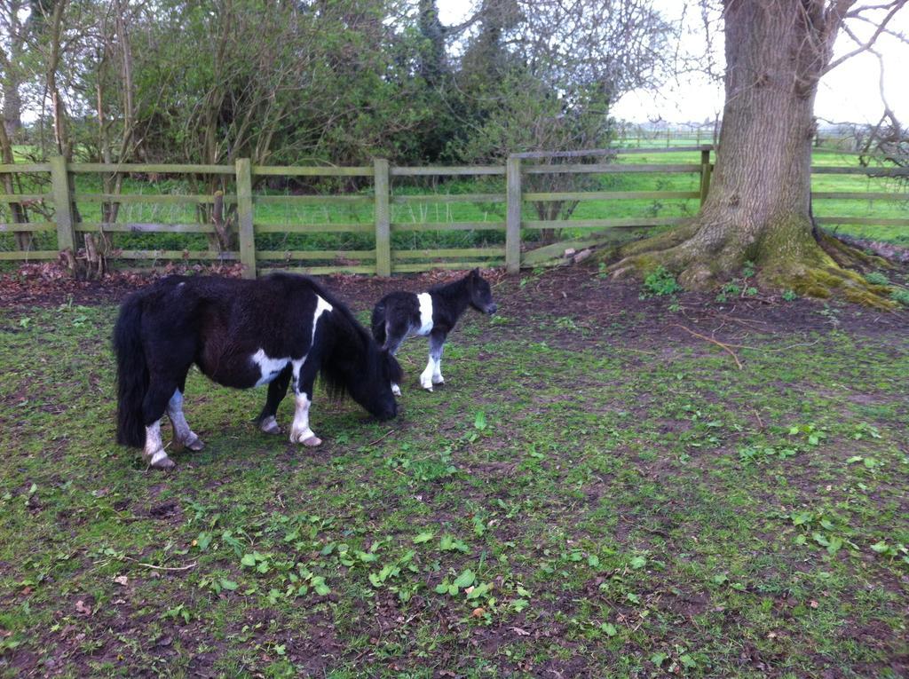 The Stables - Deer Park Farm Bed & Breakfast Solihull Room photo